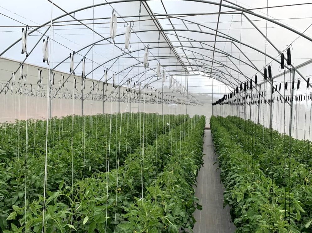 Plantação