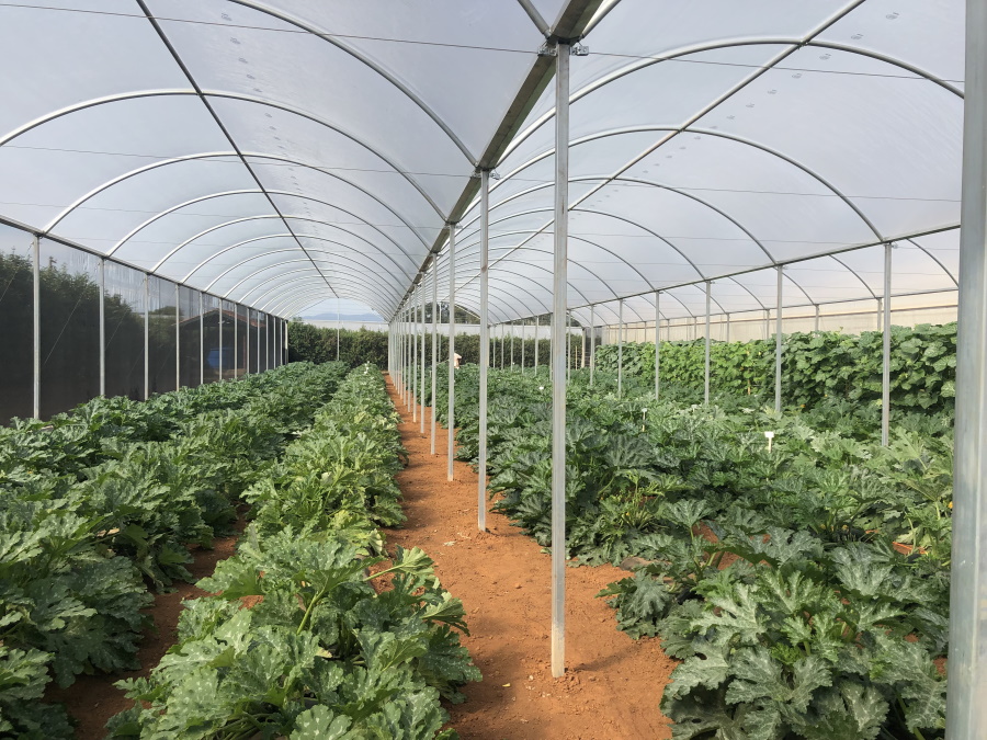 Cultivo protegido